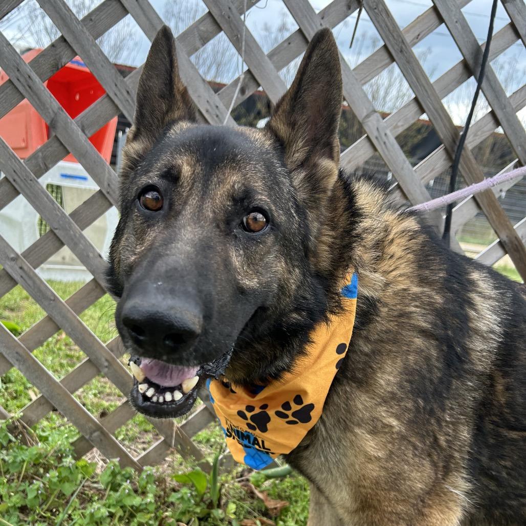 Enlarge Mr. Wobbles, a Adoptable mixed breed in West Point, MS image 3/6