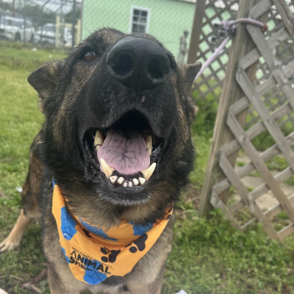 Enlarge Mr. Wobbles, a Adoptable mixed breed in West Point, MS image 4/6