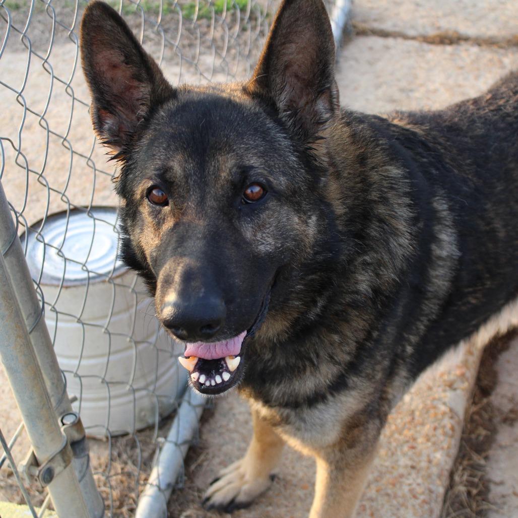 Enlarge Mr. Wobbles, a Adoptable mixed breed in West Point, MS image 5/6