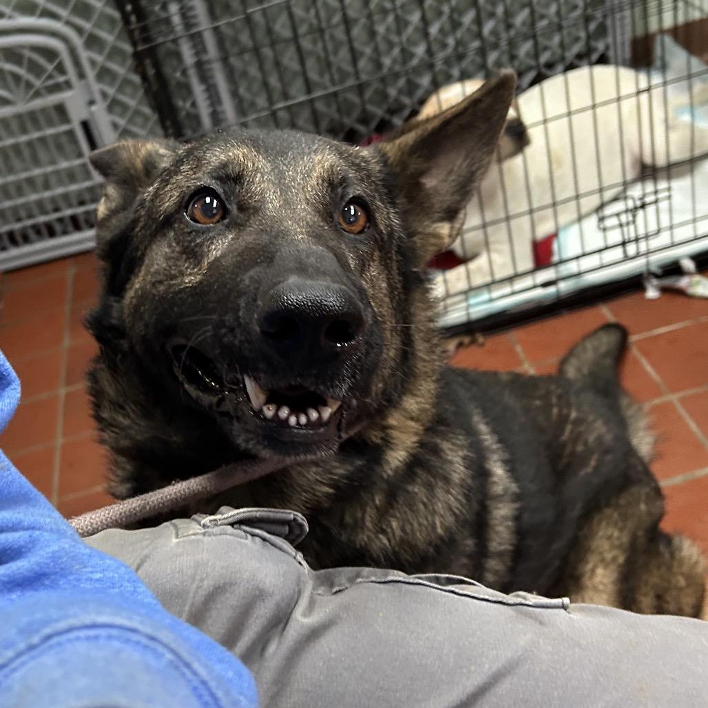 Enlarge Mr. Wobbles, a Adoptable mixed breed in West Point, MS image 6/6
