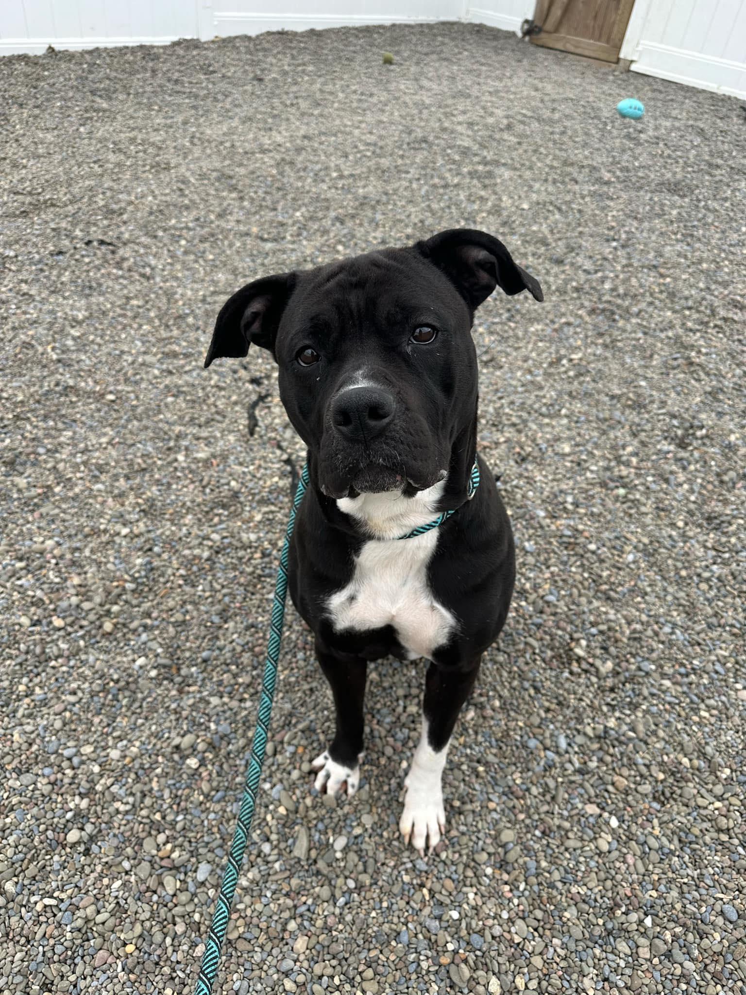 Enlarge Keke, an adopted Pit Bull Terrier in Binghamton, NY image 1/1