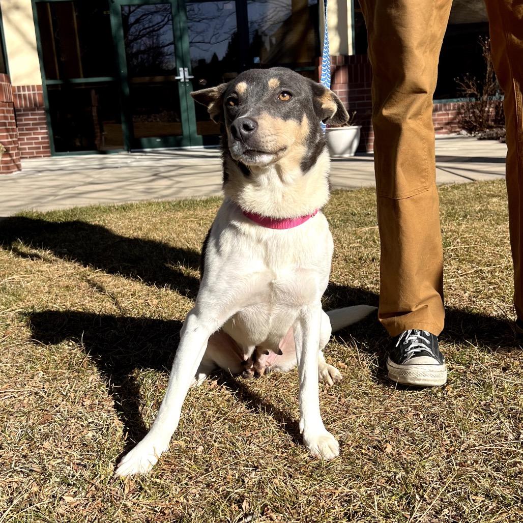 Enlarge Cheyenne, a Adoptable mixed breed in Fort Collins, CO image 1/6