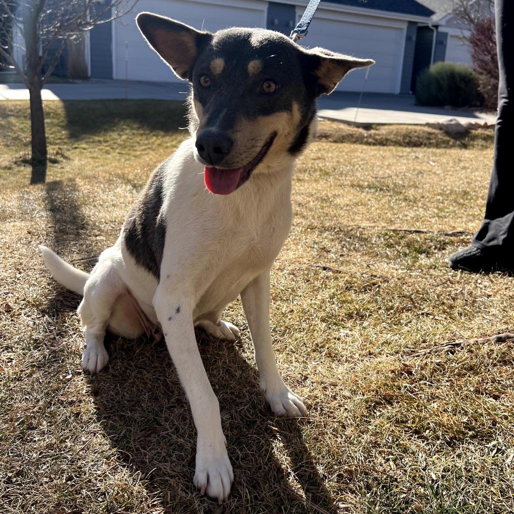 Enlarge Cheyenne, a Adoptable mixed breed in Fort Collins, CO image 2/6