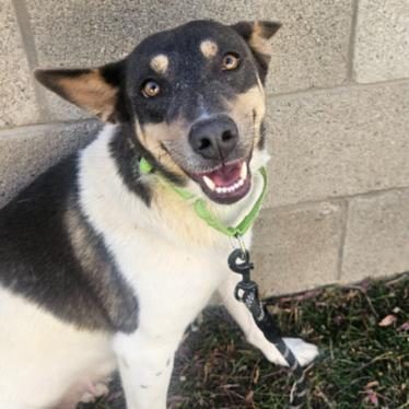 Enlarge Cheyenne, a Adoptable mixed breed in Fort Collins, CO image 3/6
