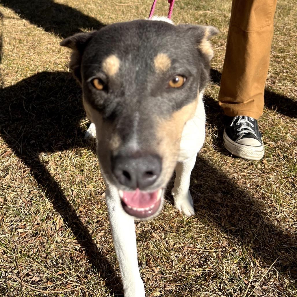 Enlarge Cheyenne, a Adoptable mixed breed in Fort Collins, CO image 4/6