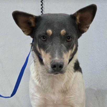 Enlarge Cheyenne, a Adoptable mixed breed in Fort Collins, CO image 5/6