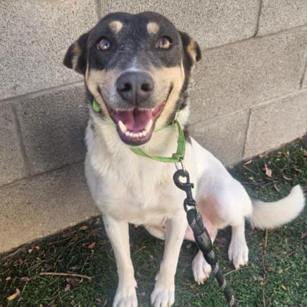 Enlarge Cheyenne, a Adoptable mixed breed in Fort Collins, CO image 6/6