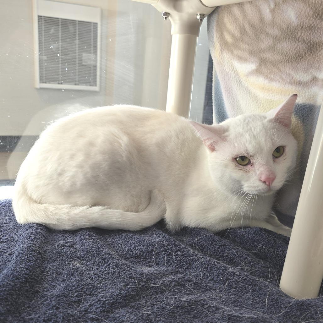 Enlarge Cobain, a Adoptable Domestic Short Hair in Fort Wayne, IN image 2/2