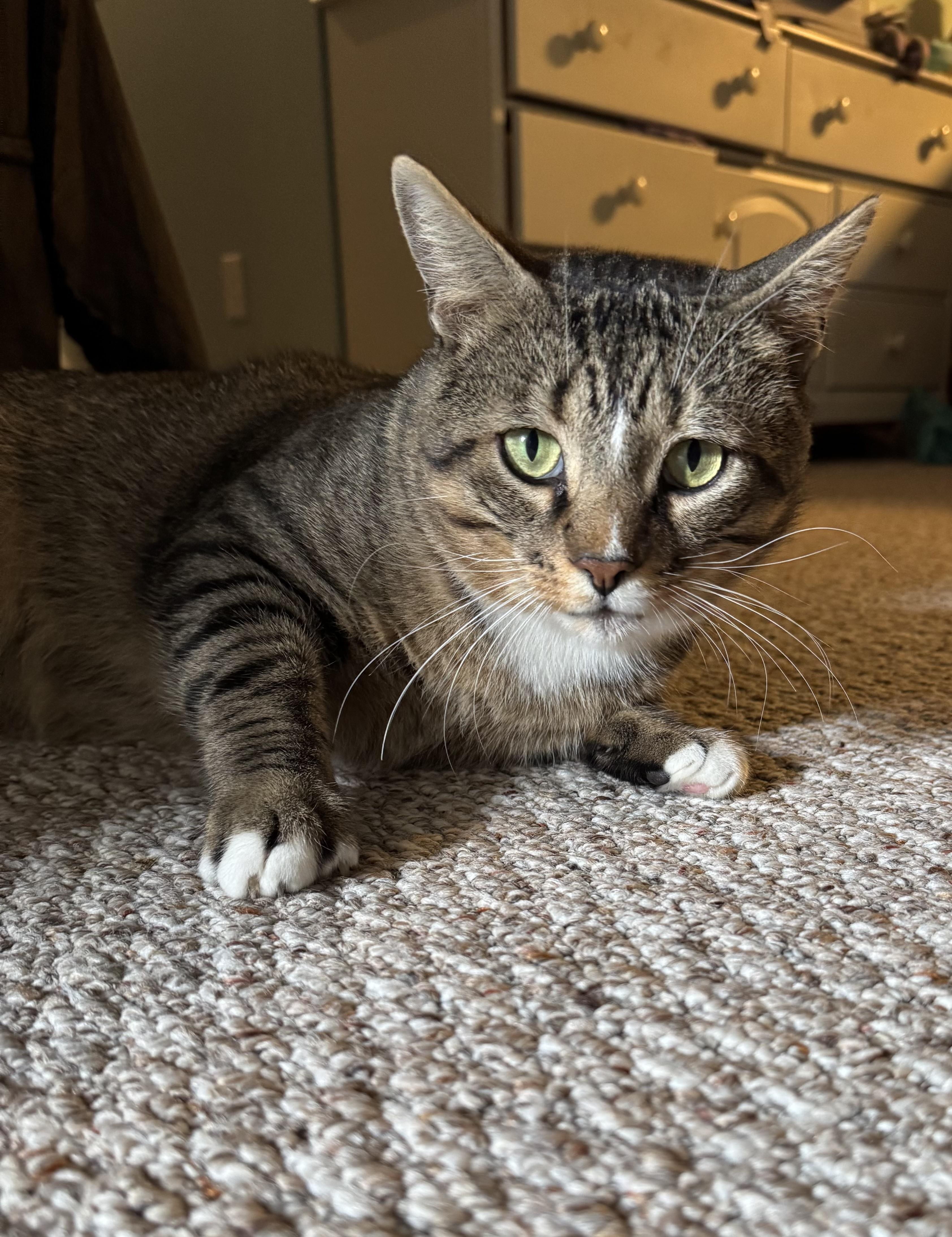 Mr Chunks, adoptable, Adult Male Domestic Short Hair.