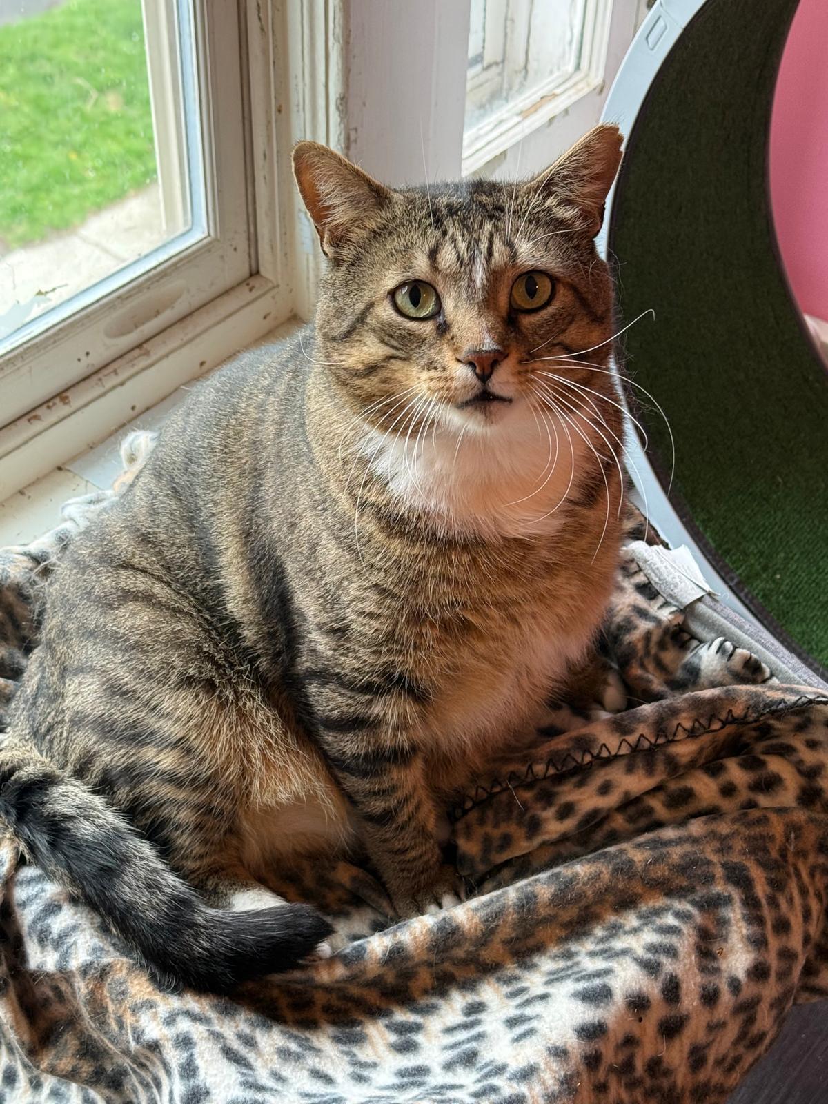 Enlarge Mr Chunks, an adoptable Domestic Short Hair in Rochester, NY image 1/6