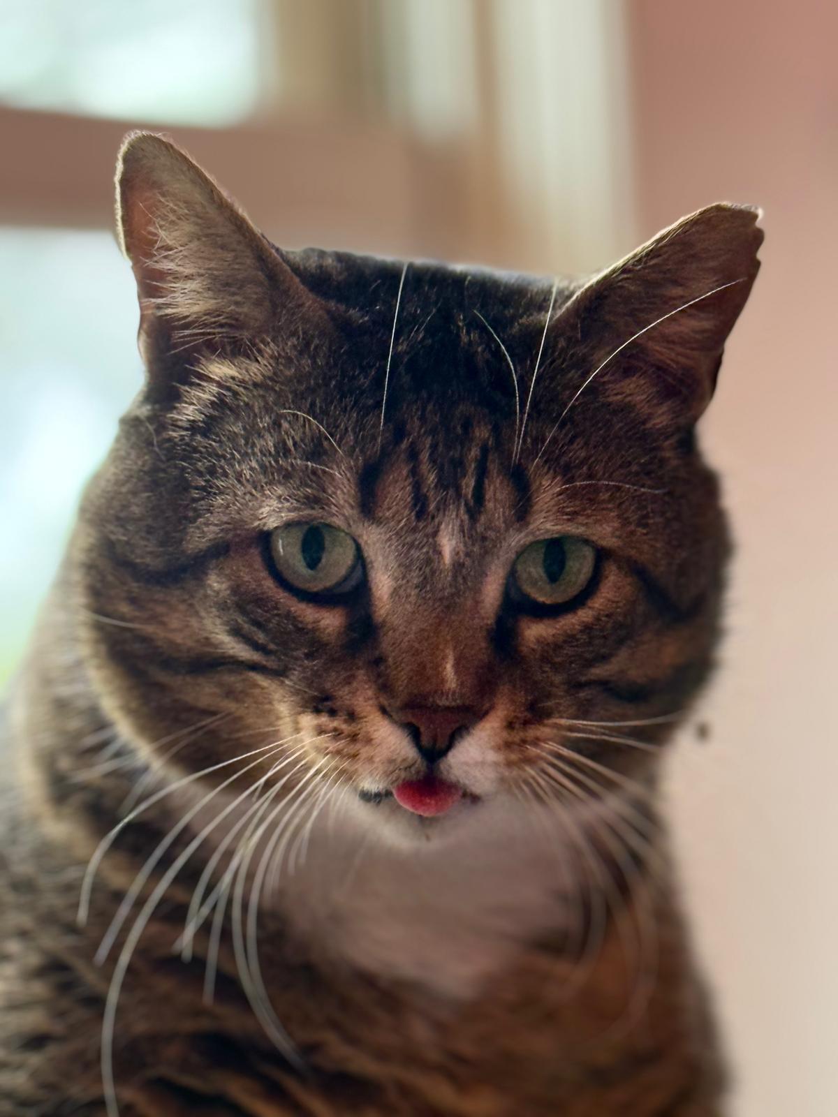 Enlarge Mr Chunks, an adoptable Domestic Short Hair in Rochester, NY image 2/6