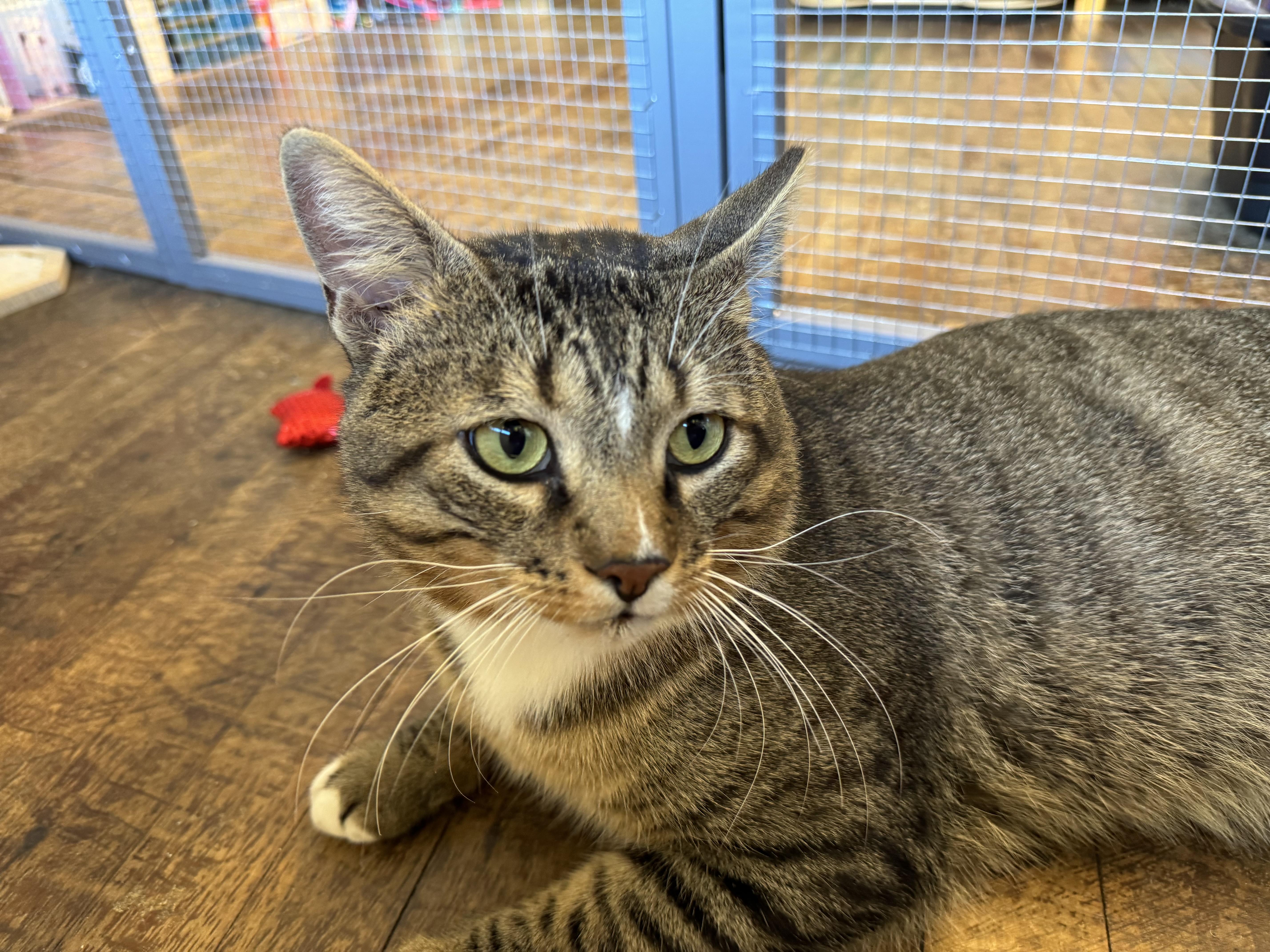 Enlarge Mr Chunks, an adoptable Domestic Short Hair in Rochester, NY image 2/5