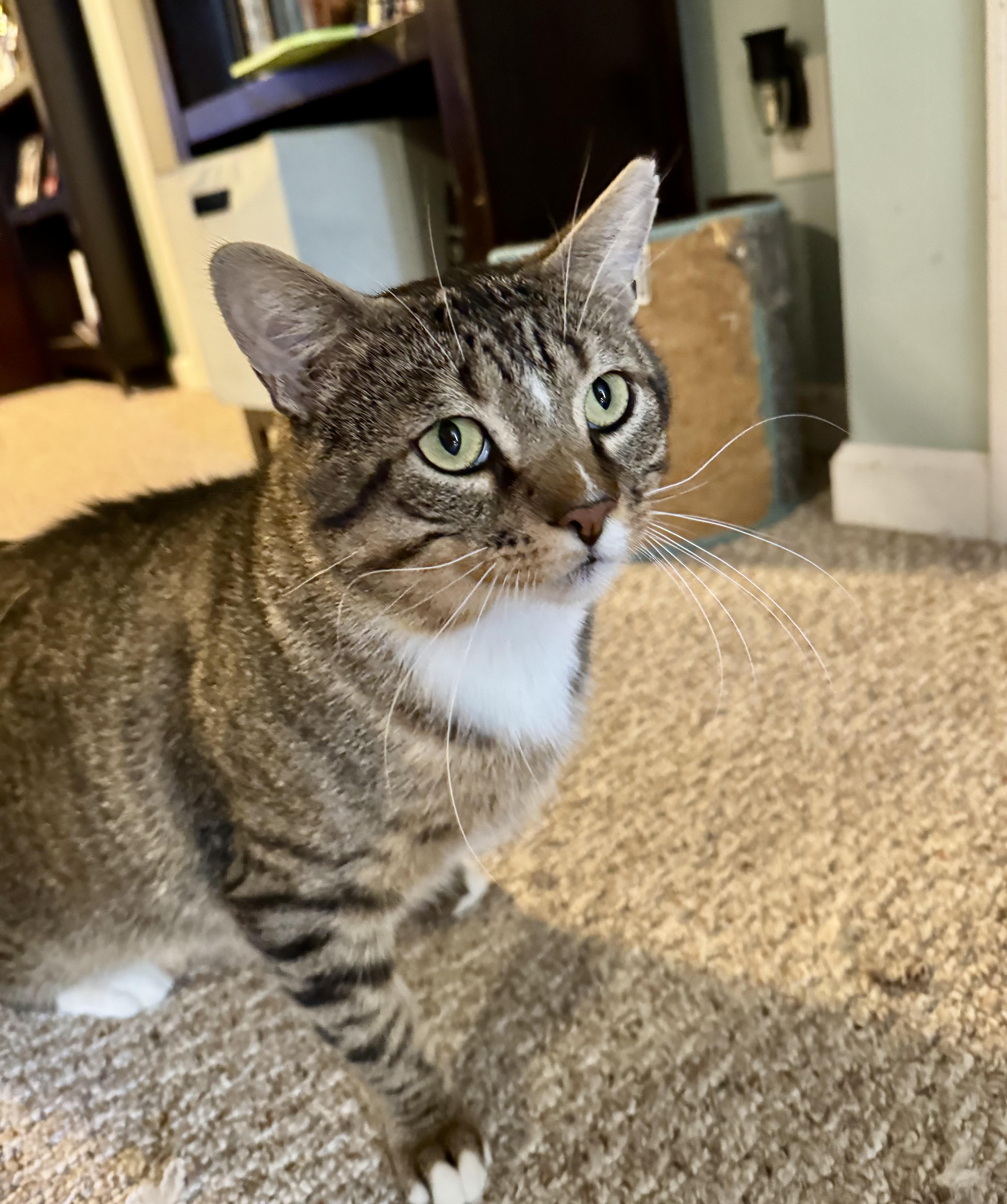 Enlarge Mr Chunks, an adoptable Domestic Short Hair in Rochester, NY image 3/5