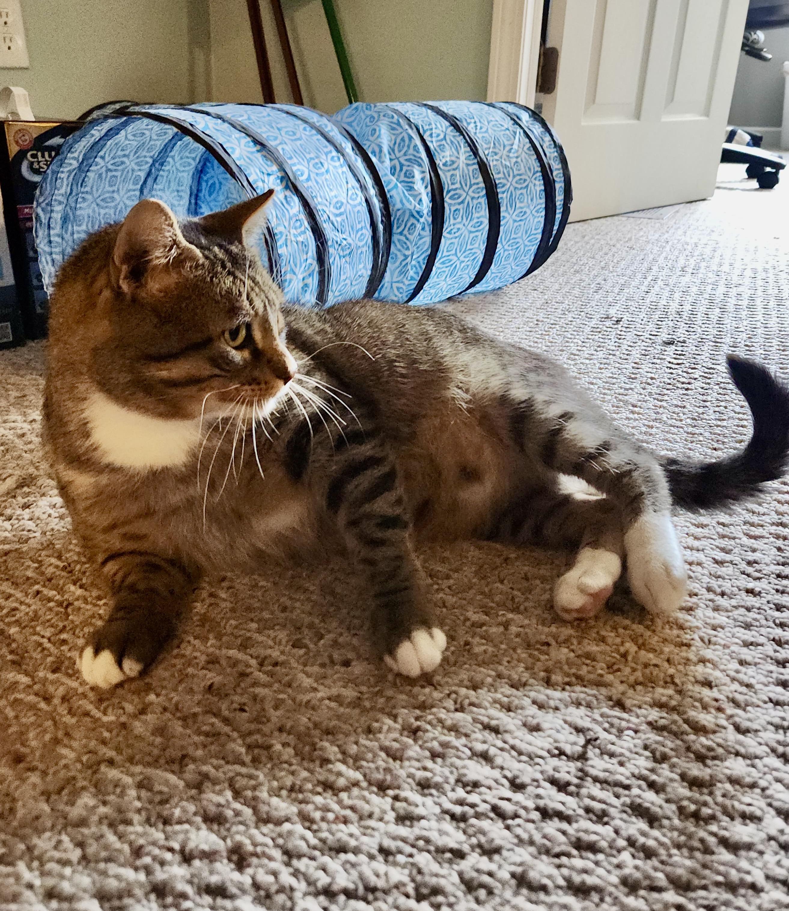 Enlarge Mr Chunks, an adoptable Domestic Short Hair in Rochester, NY image 4/5