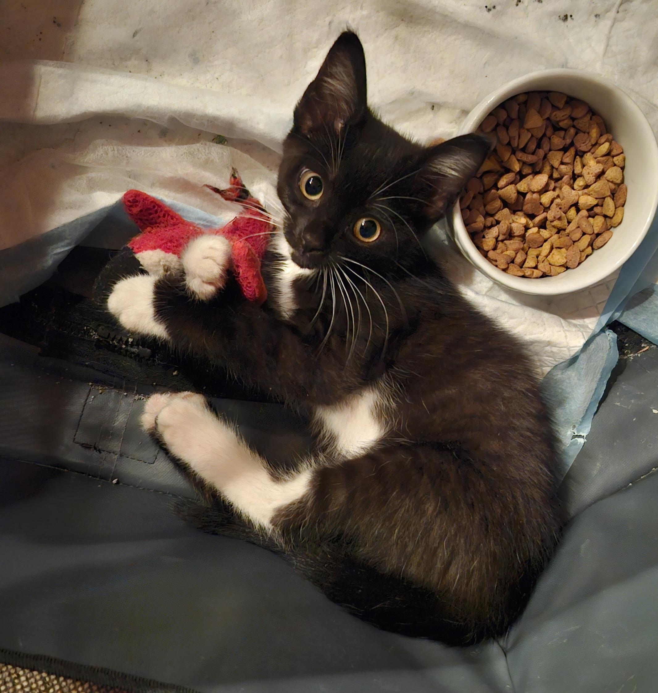 "OREO", ADOPTABLE, Kitten Female Tuxedo & Domestic Short Hair.
