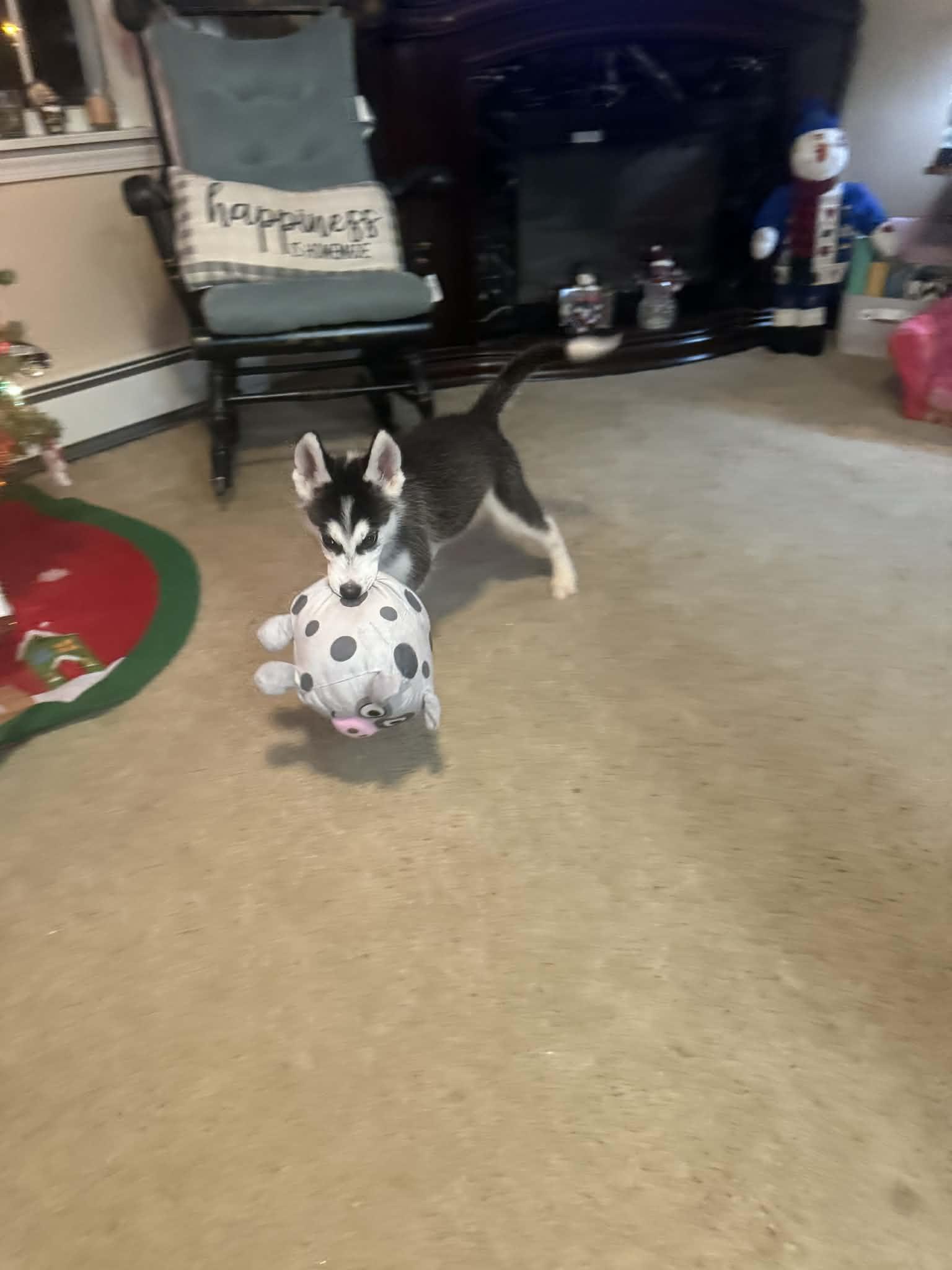 Enlarge Jinu, an adopted Siberian Husky in Bowdoin, ME image 3/6