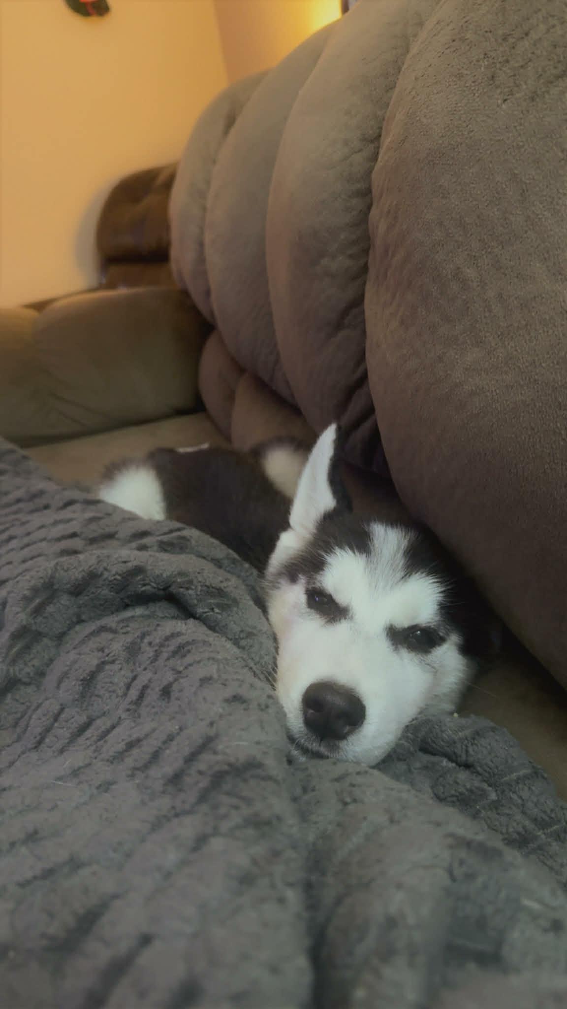 Enlarge Jinu, an adopted Siberian Husky in Bowdoin, ME image 5/6