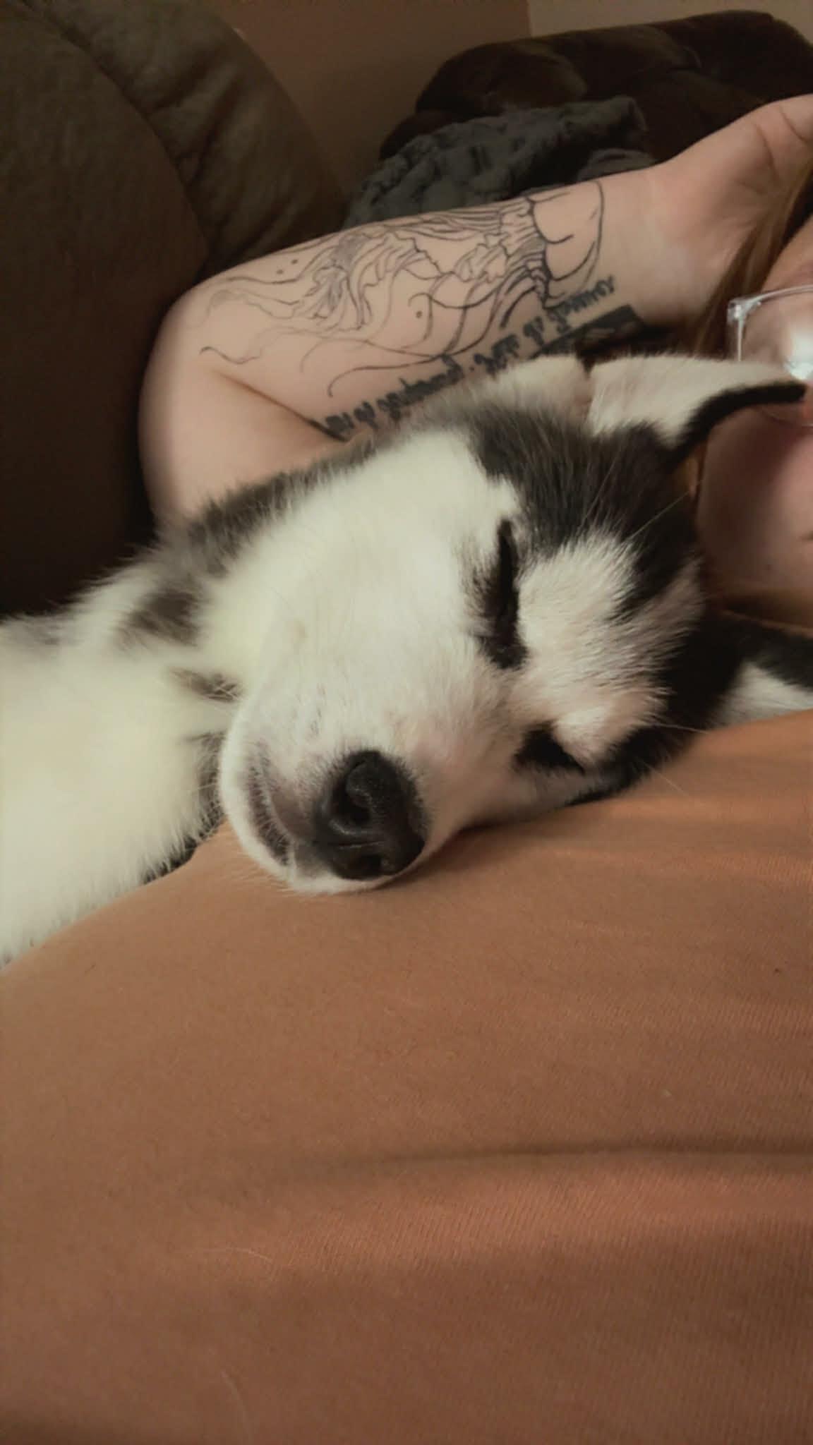 Enlarge Jinu, an adopted Siberian Husky in Bowdoin, ME image 2/6