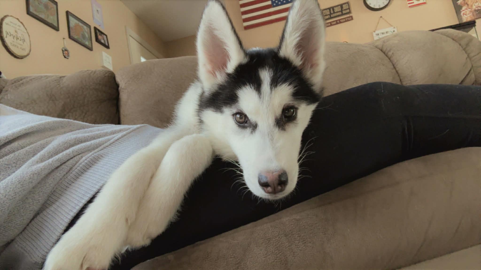 Enlarge Jinu, an adopted Siberian Husky in Bowdoin, ME image 6/6