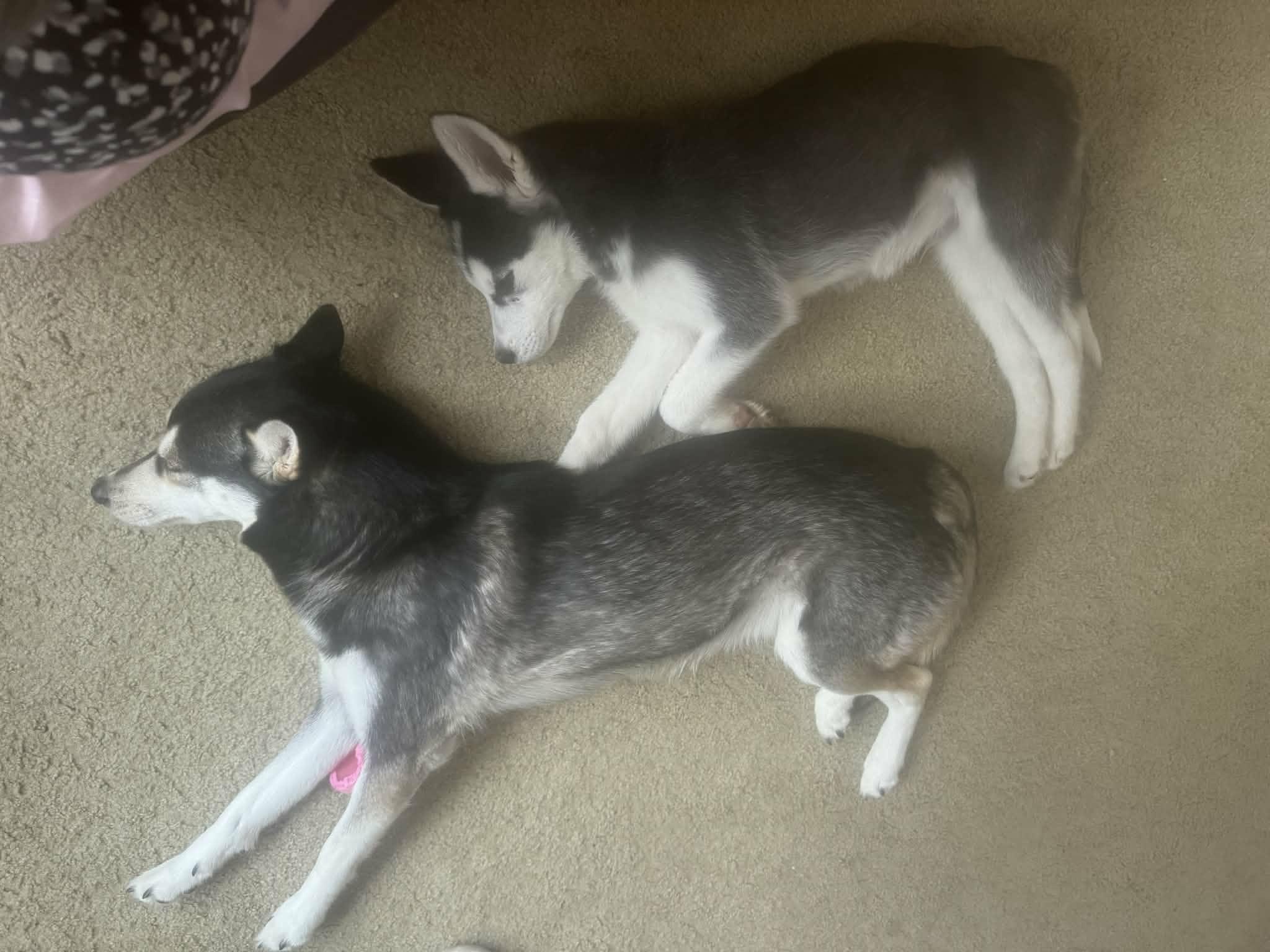 Enlarge Jinu, an adopted Siberian Husky in Bowdoin, ME image 4/6