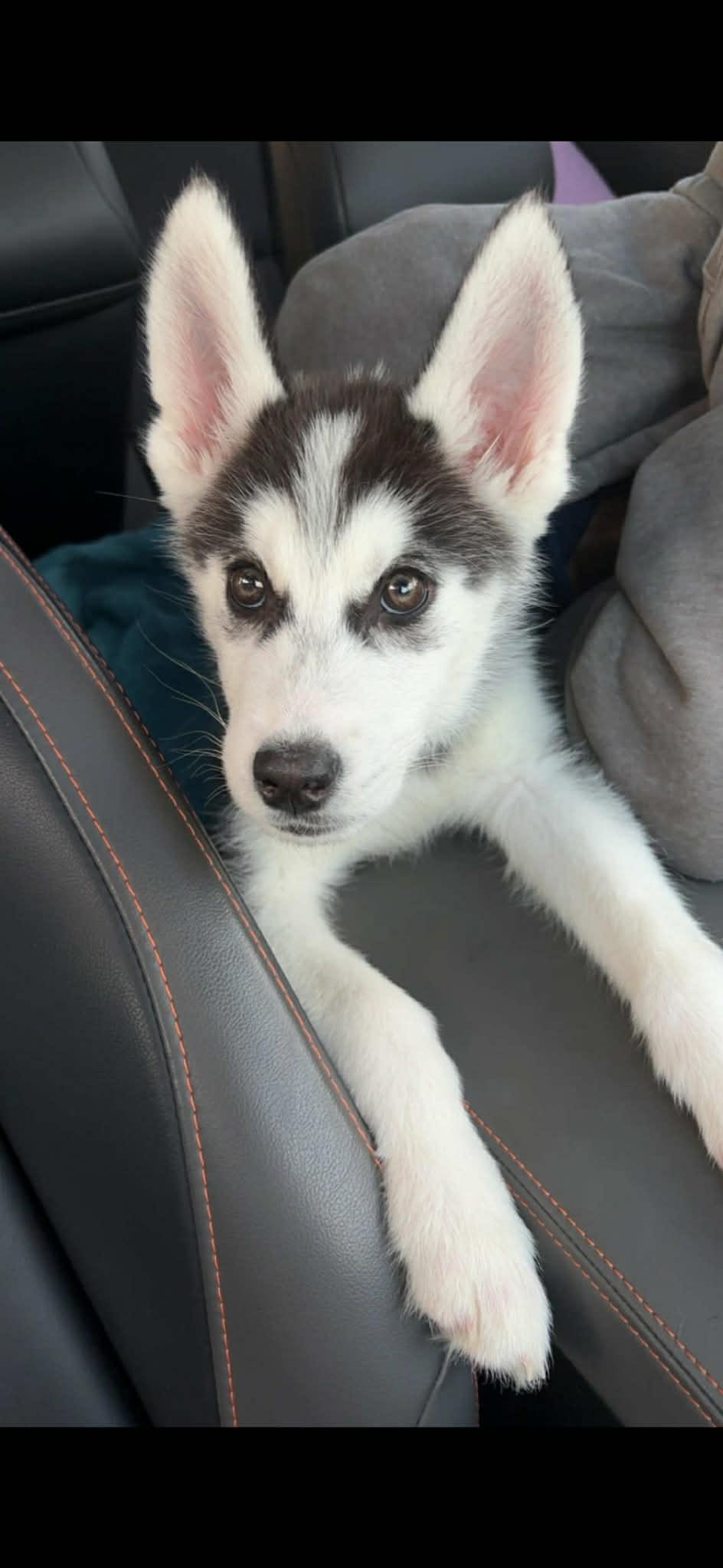 Enlarge Jinu, an adopted Siberian Husky in Bowdoin, ME image 1/6