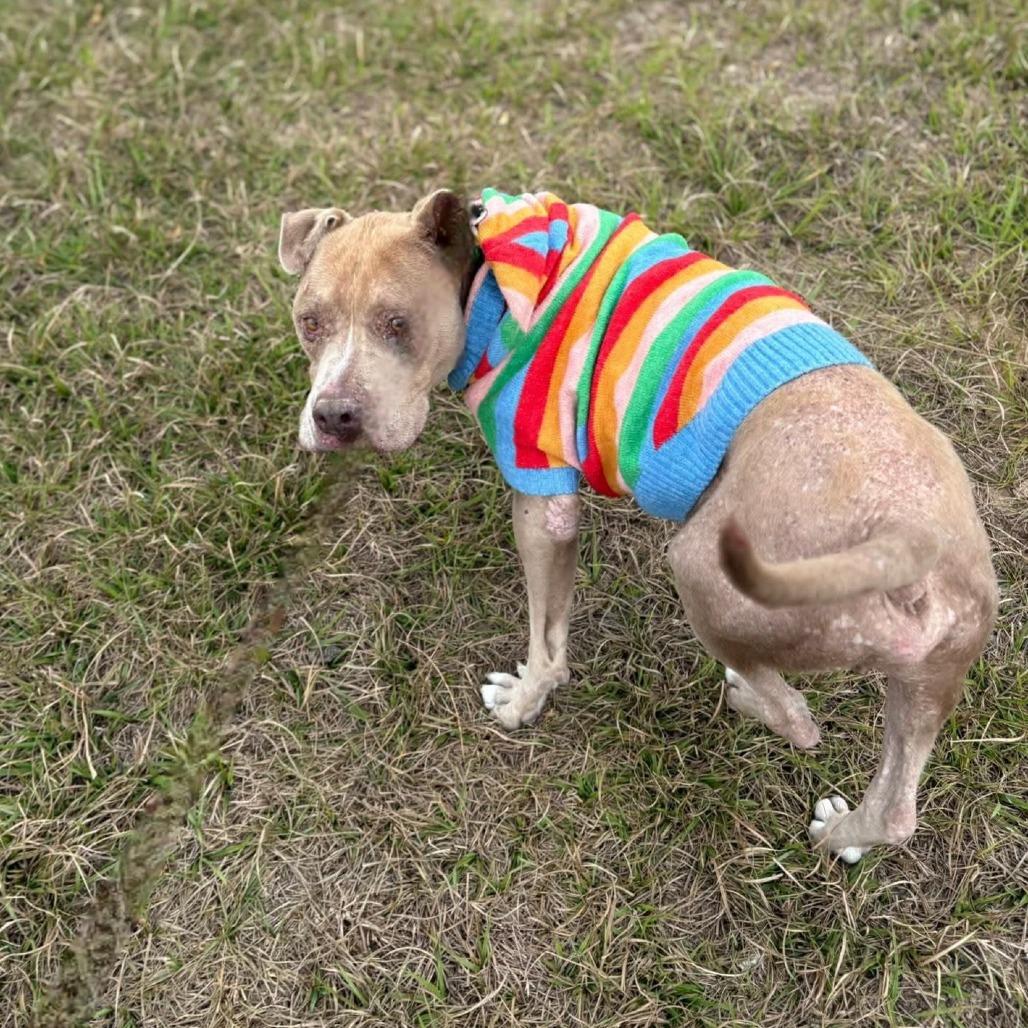 Chester, Adoptable, Adult Male Pit Bull Terrier.