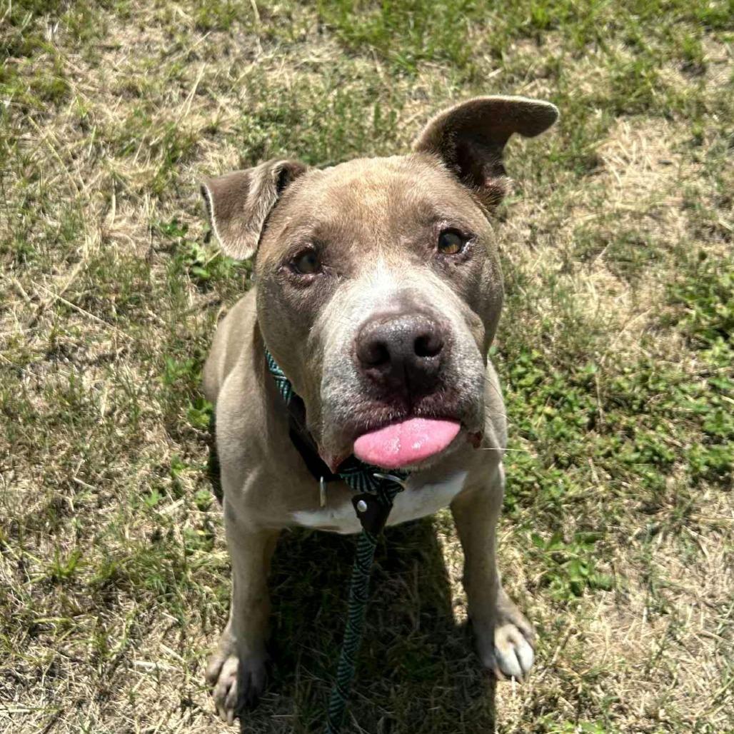 Enlarge Chester, a Adoptable Pit Bull Terrier in Lake Panasoffkee, FL image 1/4