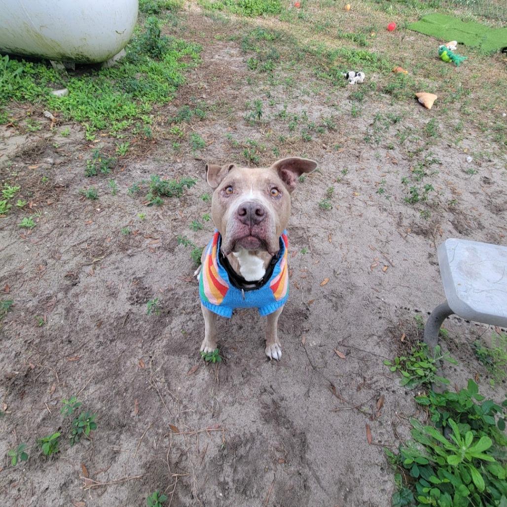 Enlarge Chester, a Adoptable Pit Bull Terrier in Lake Panasoffkee, FL image 3/6