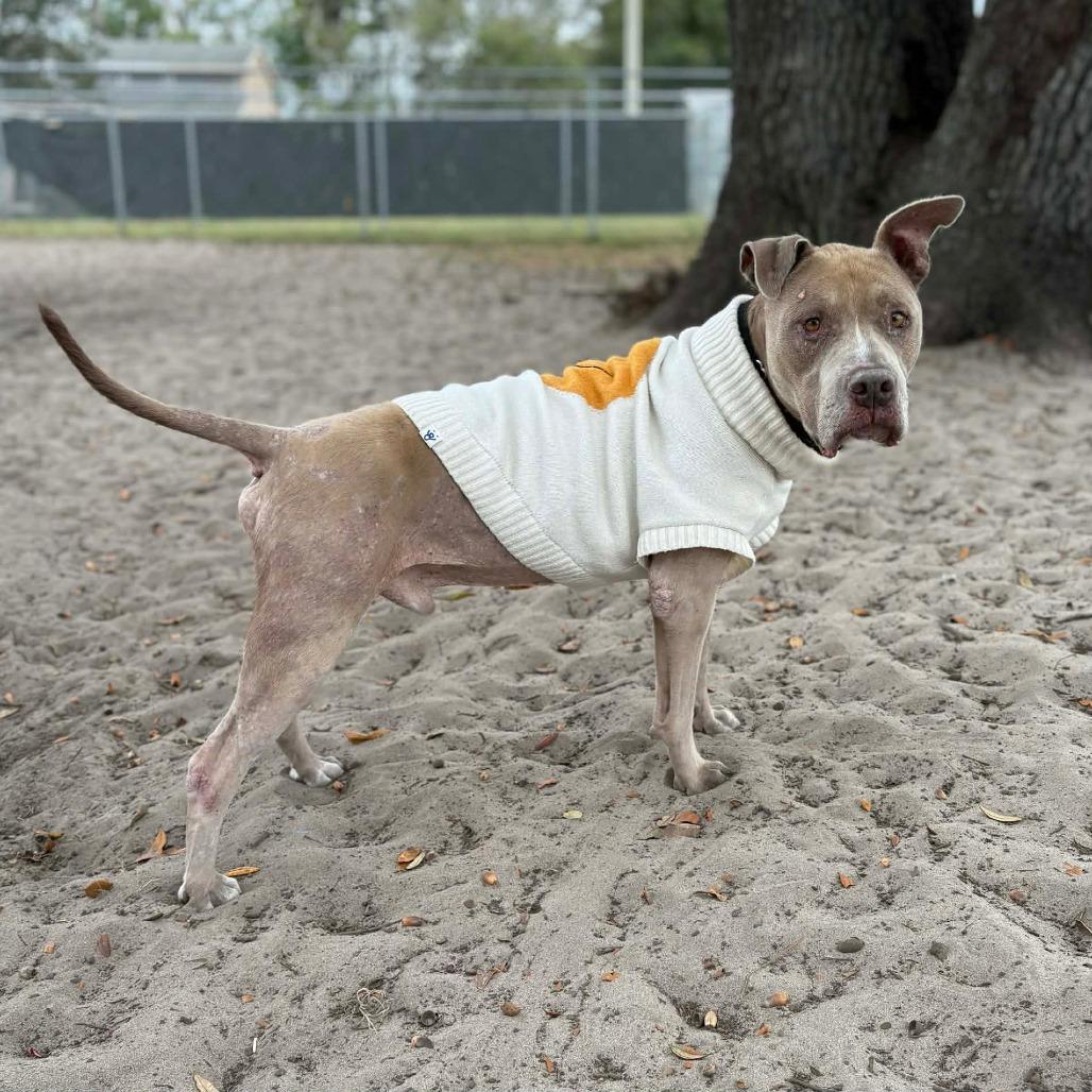 Enlarge Chester, a Adoptable Pit Bull Terrier in Lake Panasoffkee, FL image 2/4