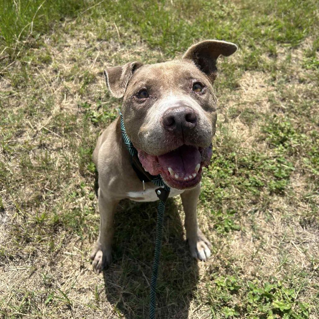 Enlarge Chester, a Adoptable Pit Bull Terrier in Lake Panasoffkee, FL image 3/4
