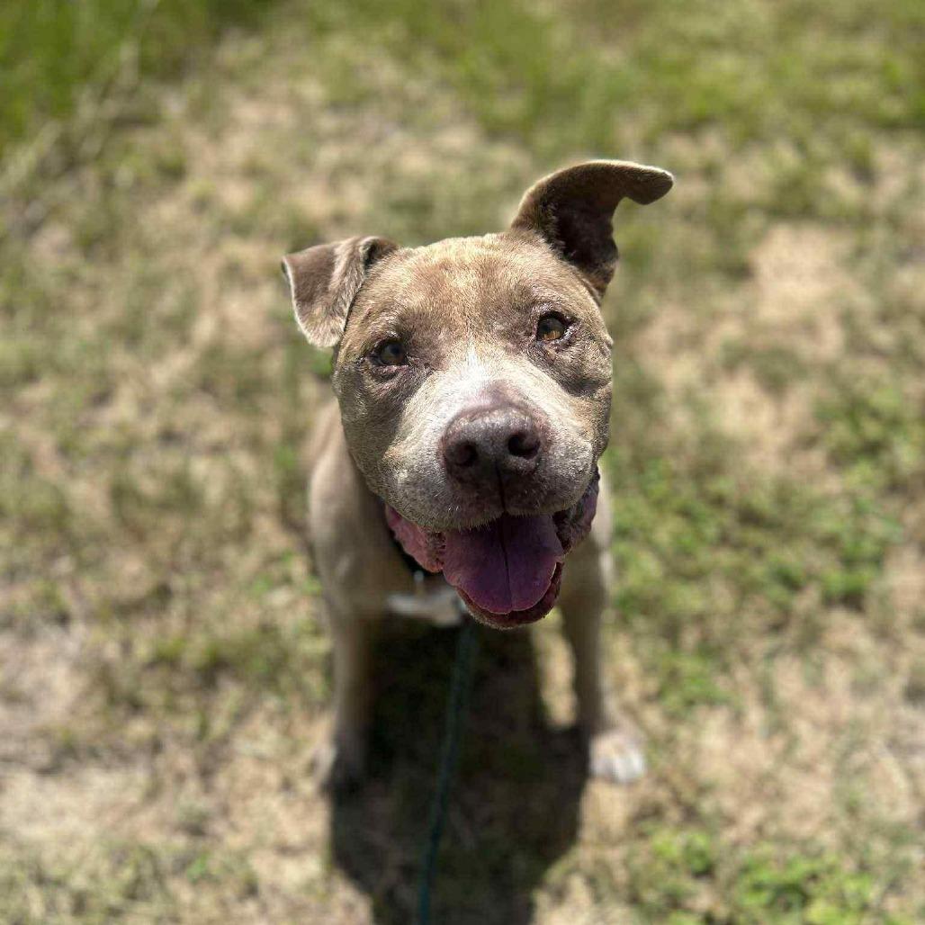 Enlarge Chester, a Adoptable Pit Bull Terrier in Lake Panasoffkee, FL image 4/4