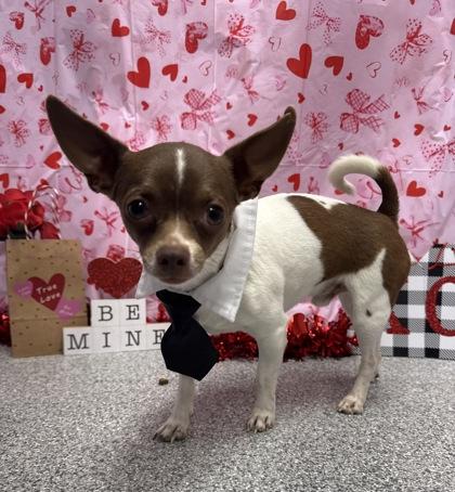 Enlarge Coca Cola, an adopted mixed breed in Tinley Park, IL image 1/5