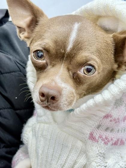 Enlarge Coca Cola, an adopted mixed breed in Tinley Park, IL image 3/5