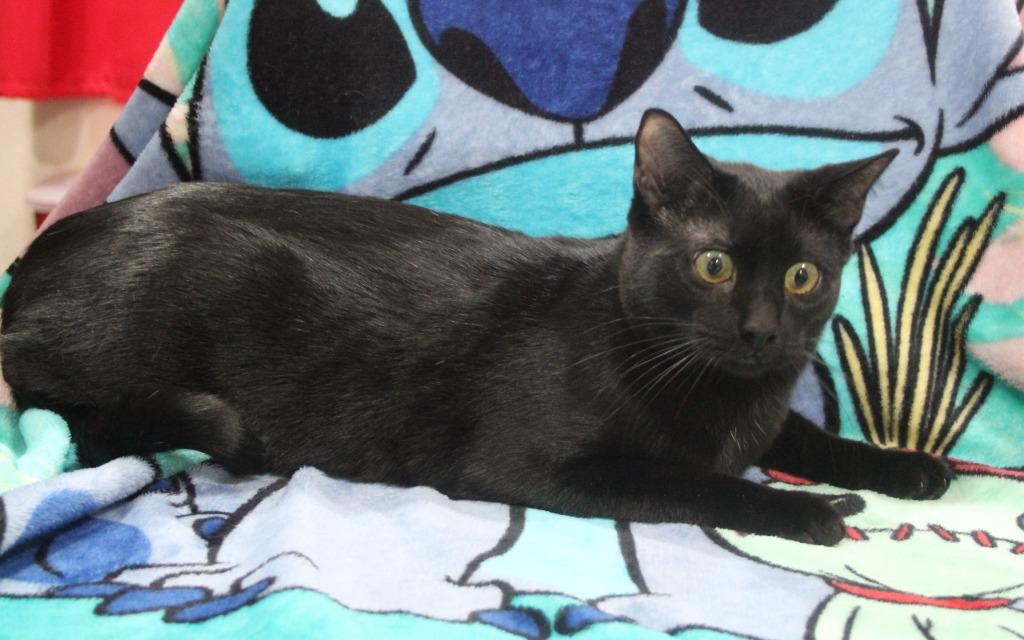 Baffin, Adoptable, Young Male Domestic Short Hair.