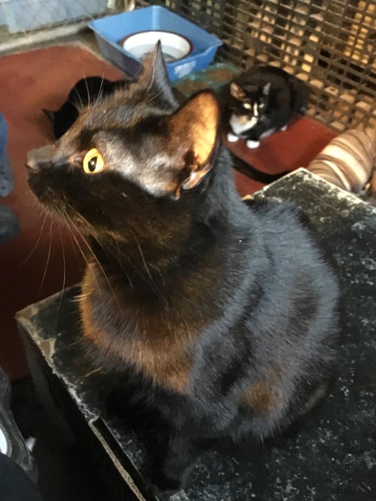 Enlarge Nina, a Adoptable Domestic Short Hair in Kansas City, MO image 1/1