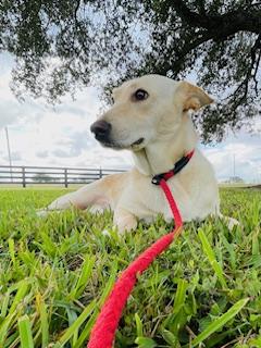 Happy, Adoptable, Young Female German Shepherd Dog.