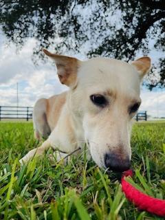 Enlarge Happy, a Adoptable mixed breed in Corpus Christi, TX image 2/6