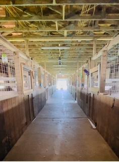 Enlarge Happy, a Adoptable mixed breed in Corpus Christi, TX image 3/6