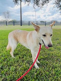 Enlarge Happy, a Adoptable mixed breed in Corpus Christi, TX image 5/6