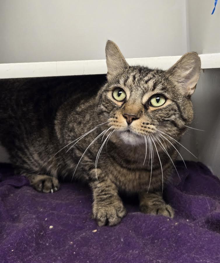 Flash, Adopted, Adult Male Domestic Short Hair.