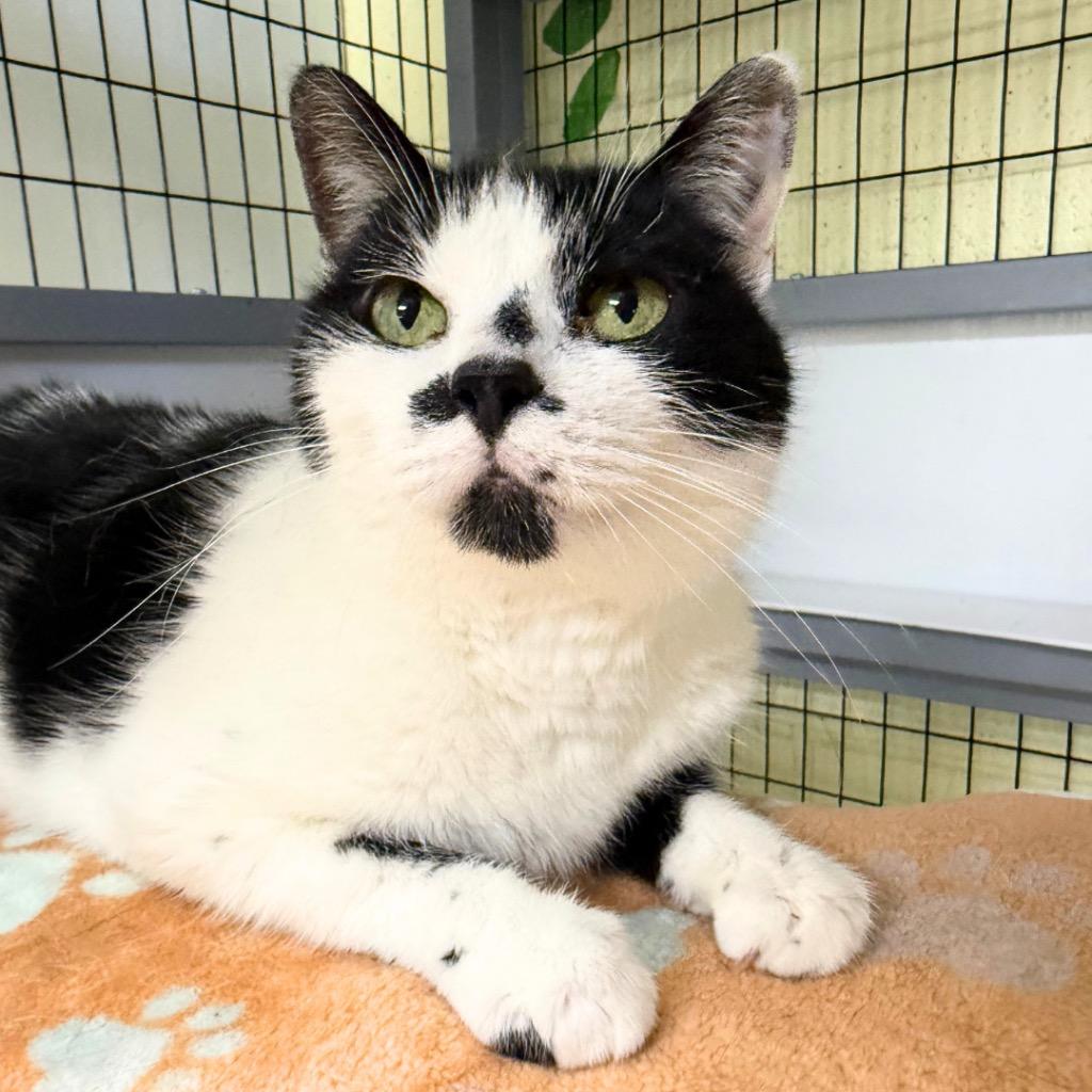 Enlarge Elsie, a Adoptable mixed breed in Saint Petersburg, FL image 1/1