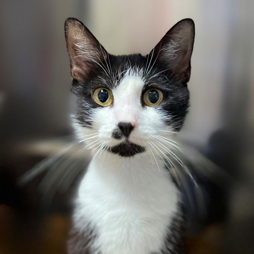 Elsie, Adoptable, Adult Female Domestic Short Hair.