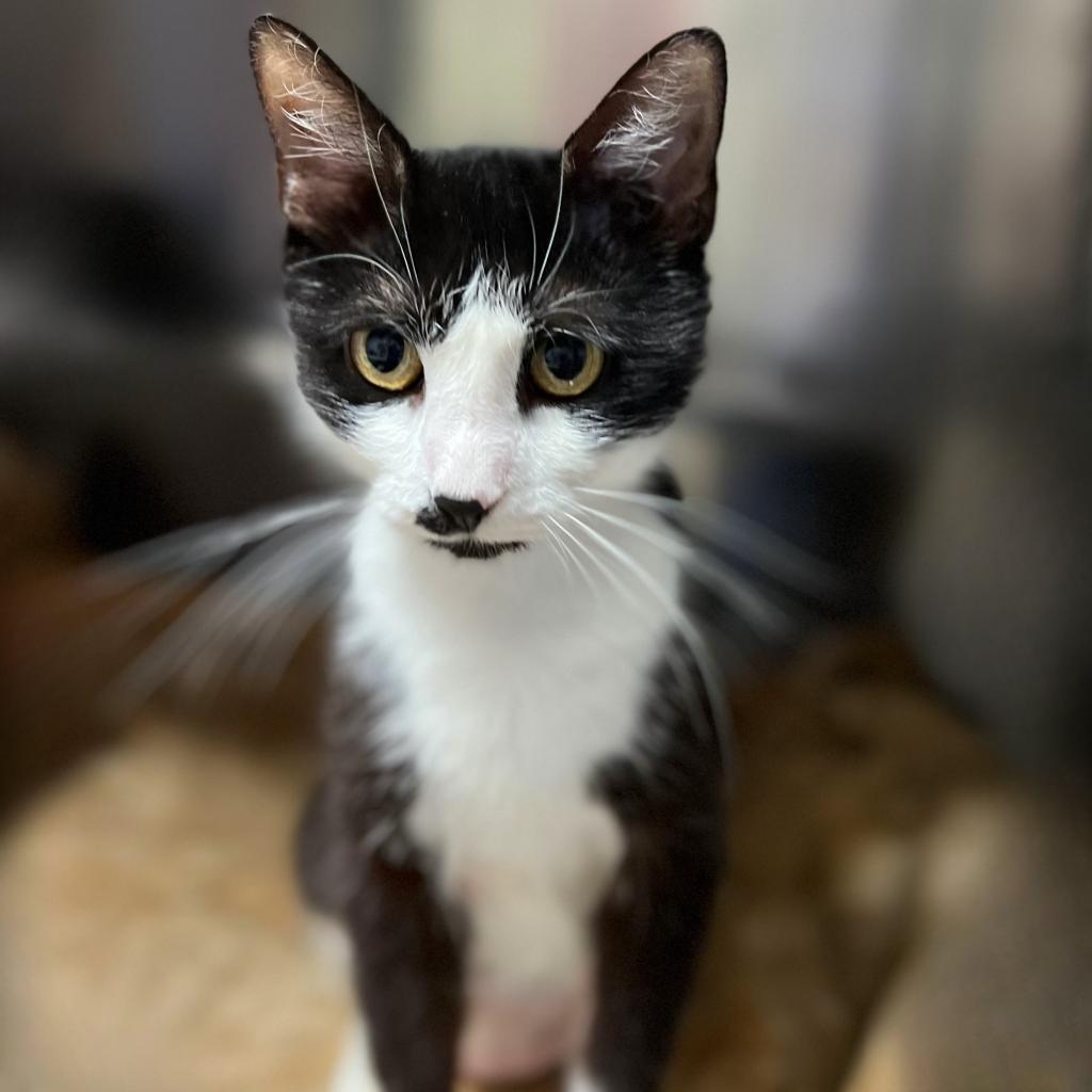 Elsie, a Adoptable Domestic Short Hair in Springfield, IL image 2/2