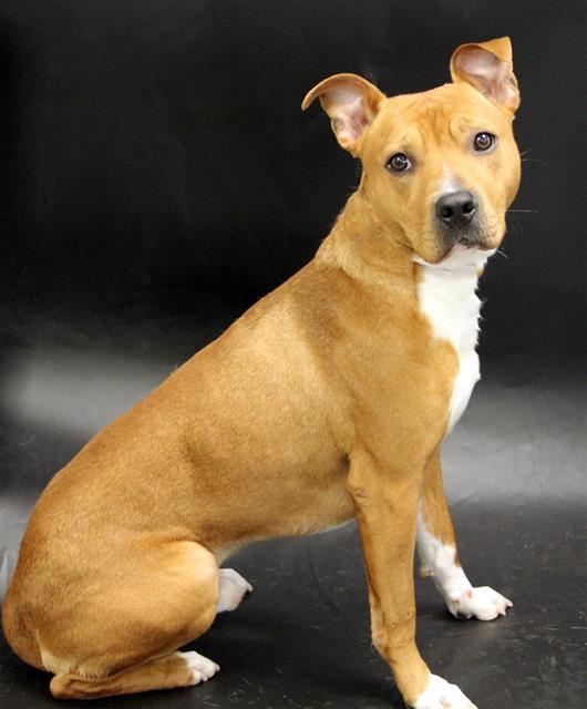 HENRY, Adoptable, Young Male American Bulldog & Mixed Breed.