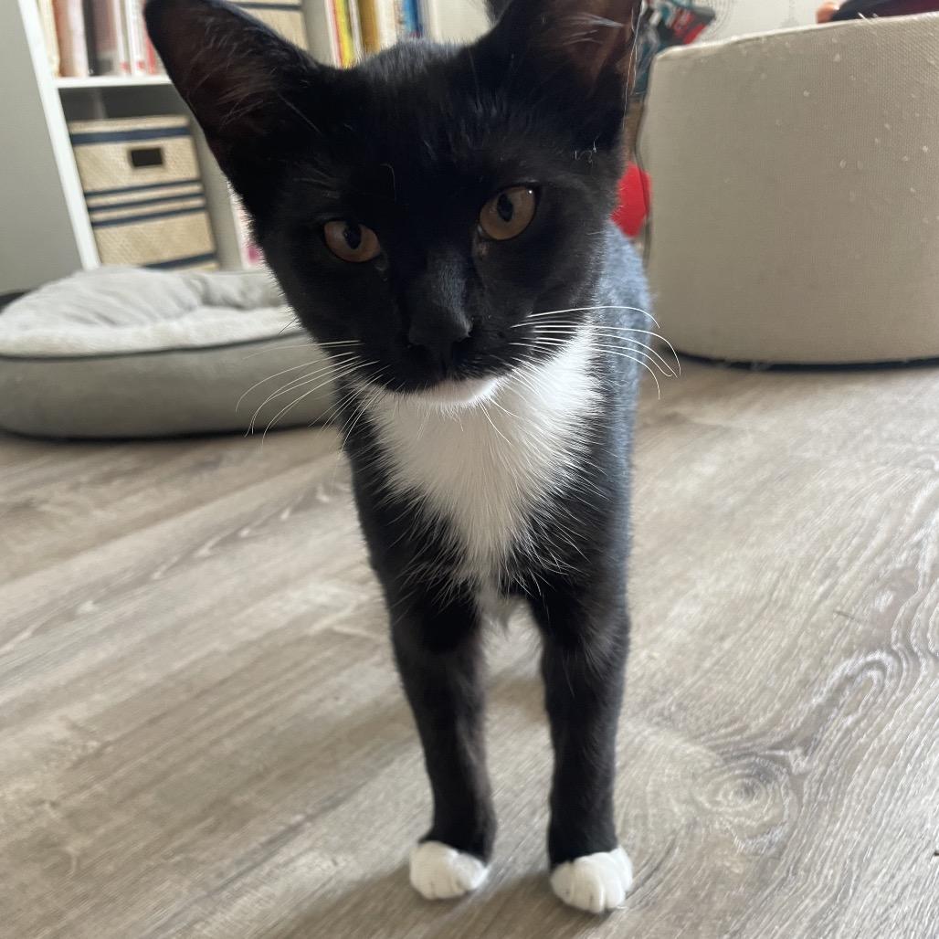 Hermione Bishop kitten 5, Adoptable, Young Female Domestic Short Hair.