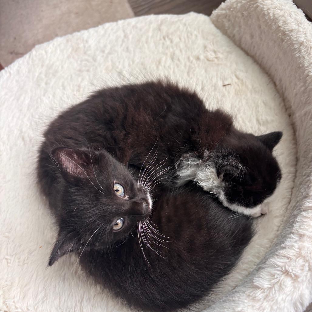 Enlarge Hermione Bishop kitten 5, a Adoptable Domestic Short Hair in Westport, CT image 2/4