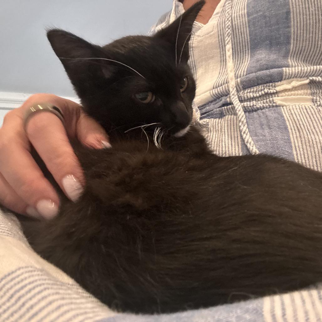 Enlarge Hermione Bishop kitten 5, a Adoptable Domestic Short Hair in Westport, CT image 3/4