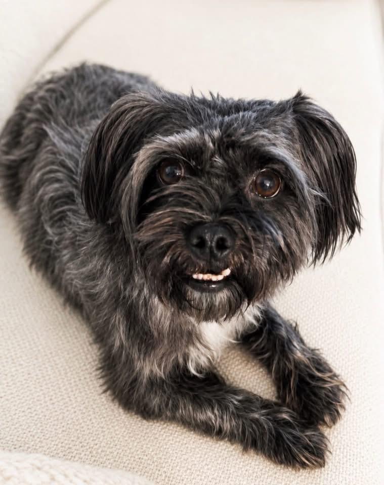 Enlarge Harley, a ADOPTABLE mixed breed in Little Elm, TX image 1/1