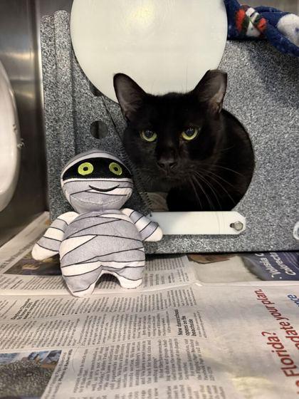 Bear, Adoptable, Adult Male Domestic Short Hair & Domestic Short Hair.