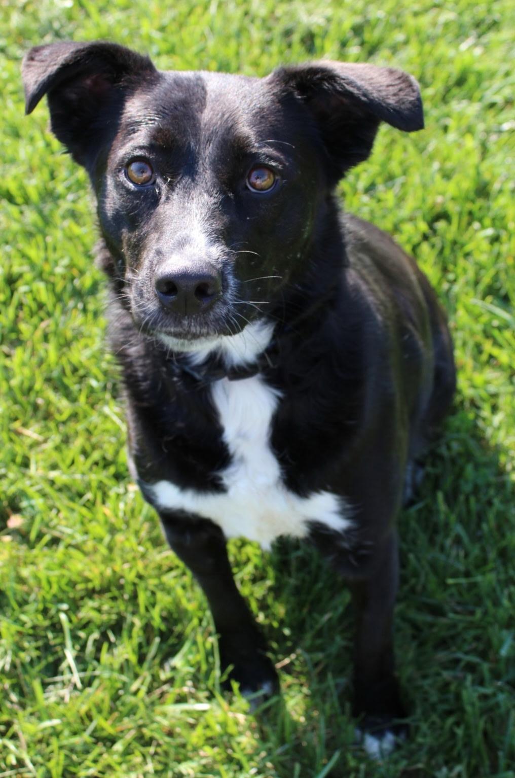 Ebonee, adopted, Adult Female Border Collie.